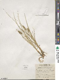 Carex vulpinoidea image