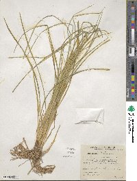 Carex vulpinoidea image