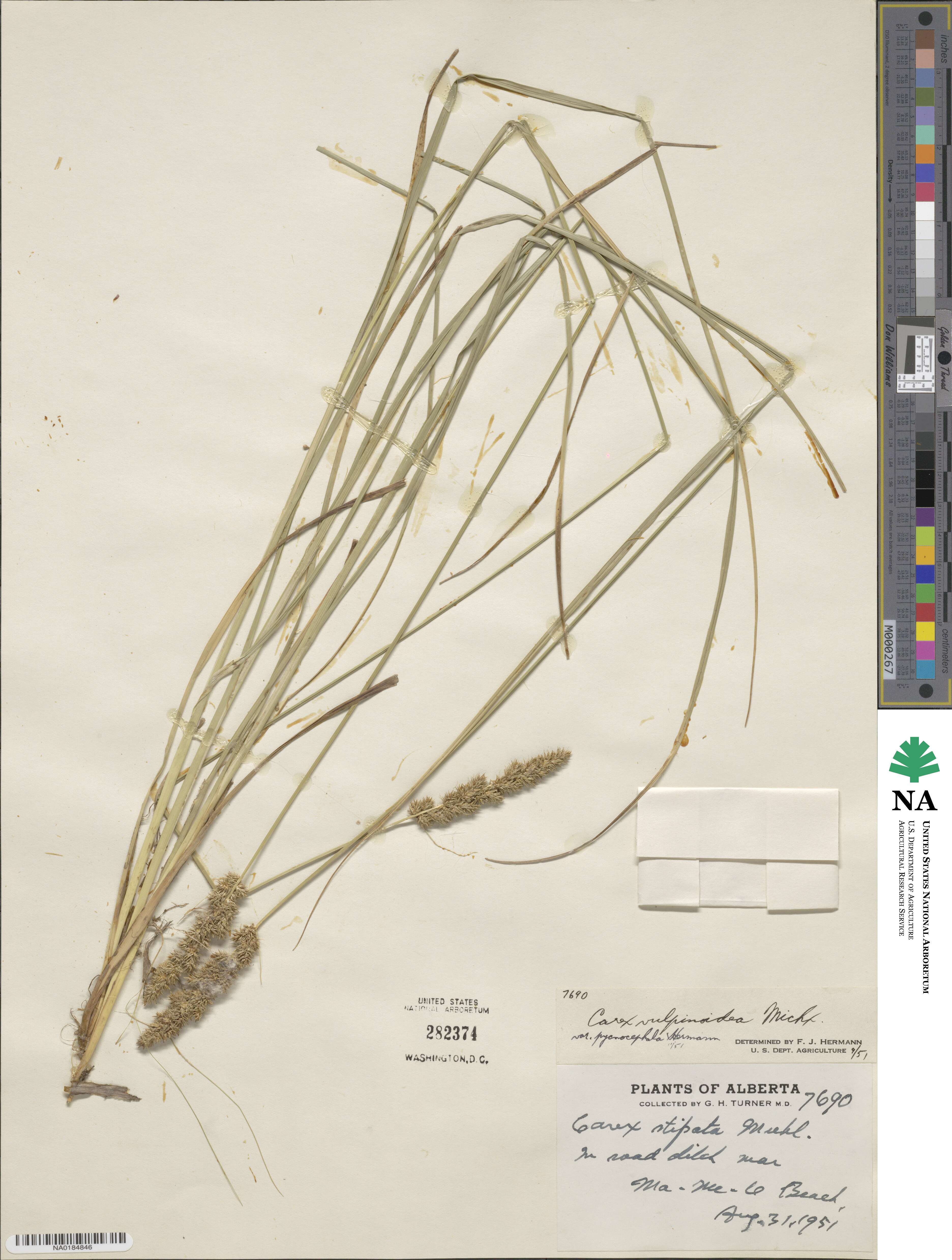 Carex vulpinoidea image