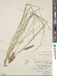 Carex vulpinoidea image