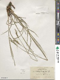 Carex whitneyi image