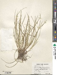 Carex willdenowii image