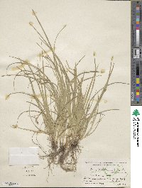 Carex willdenowii image