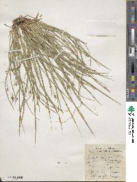 Carex willdenowii image