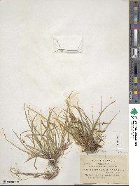 Carex willdenowii image