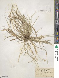 Carex willdenowii image