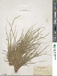 Carex willdenowii image