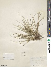 Carex willdenowii image