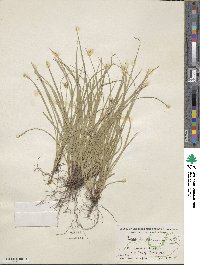 Carex willdenowii image