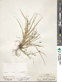 Carex willdenowii image