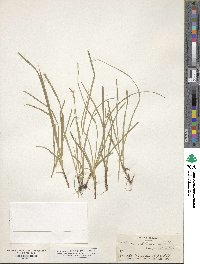 Carex willdenowii image