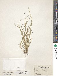 Carex willdenowii image