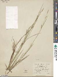 Carex woodii image