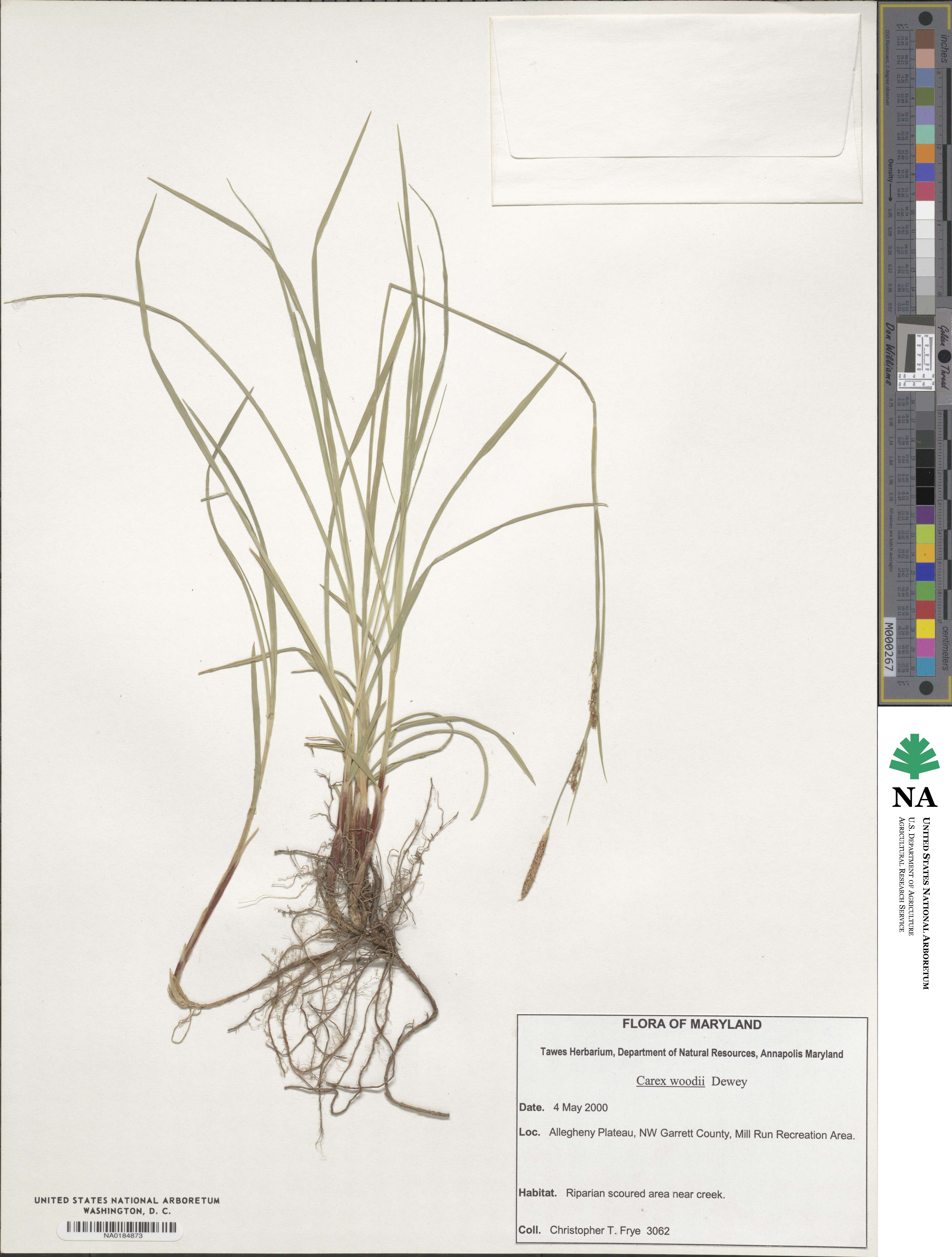 Carex woodii image