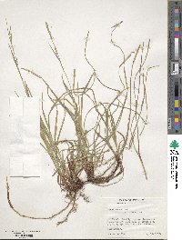 Carex woodii image