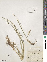 Carex woodii image