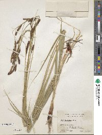 Carex sartwelliana image