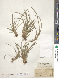 Carex filifolia var. erostrata image