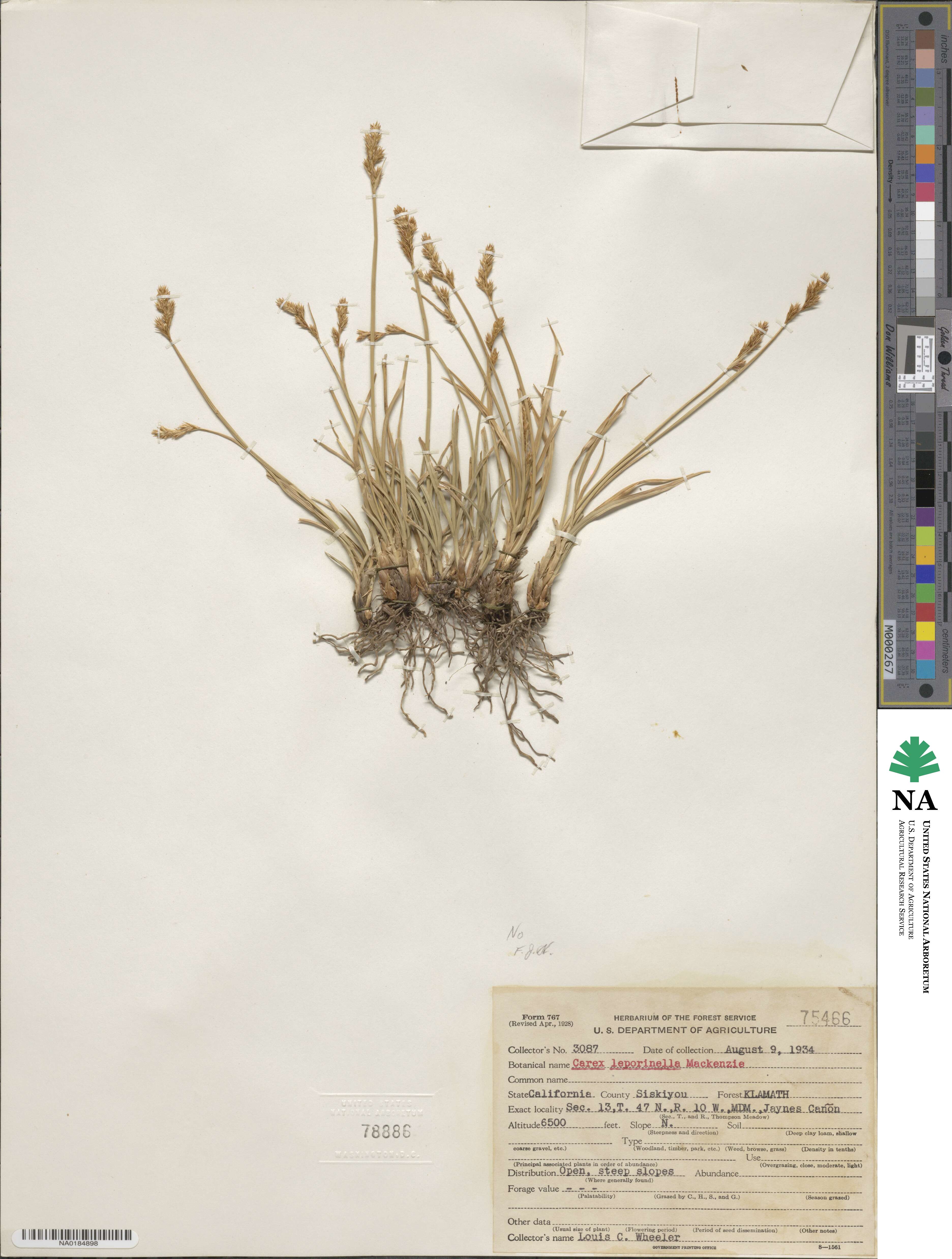 Carex filifolia var. erostrata image