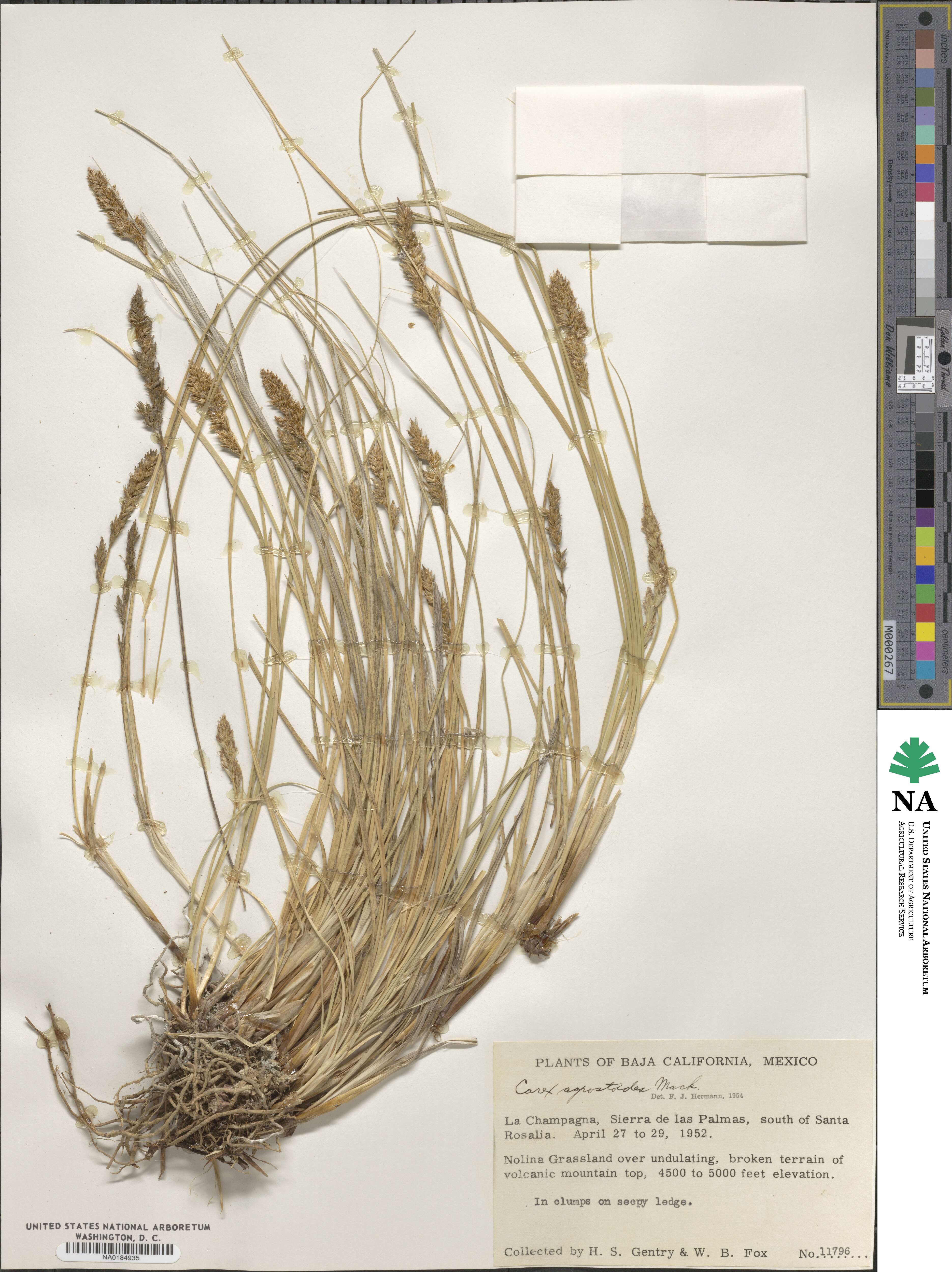 Carex alma image