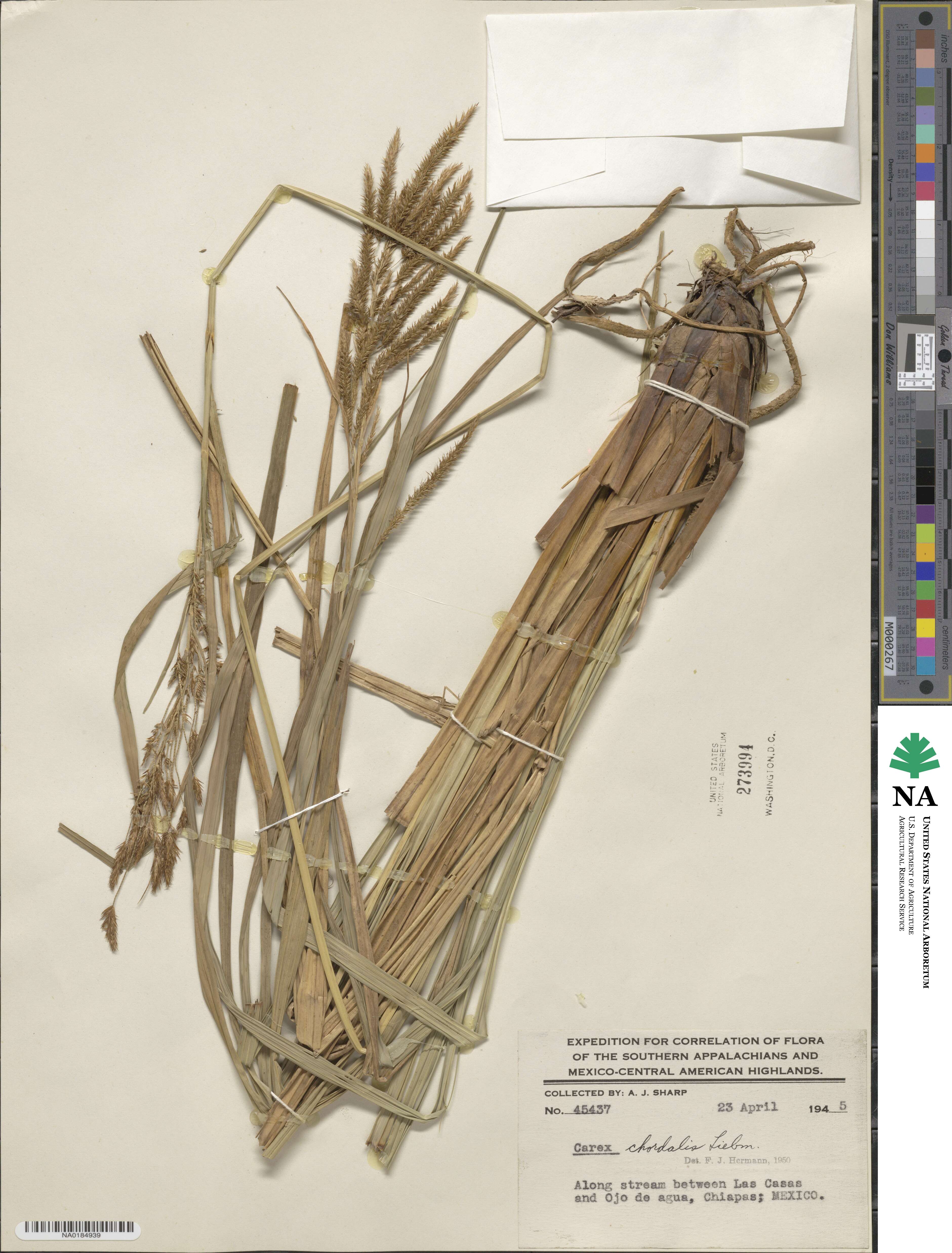 Carex chordalis image