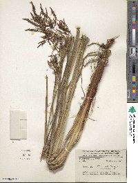 Carex donnell-smithii image