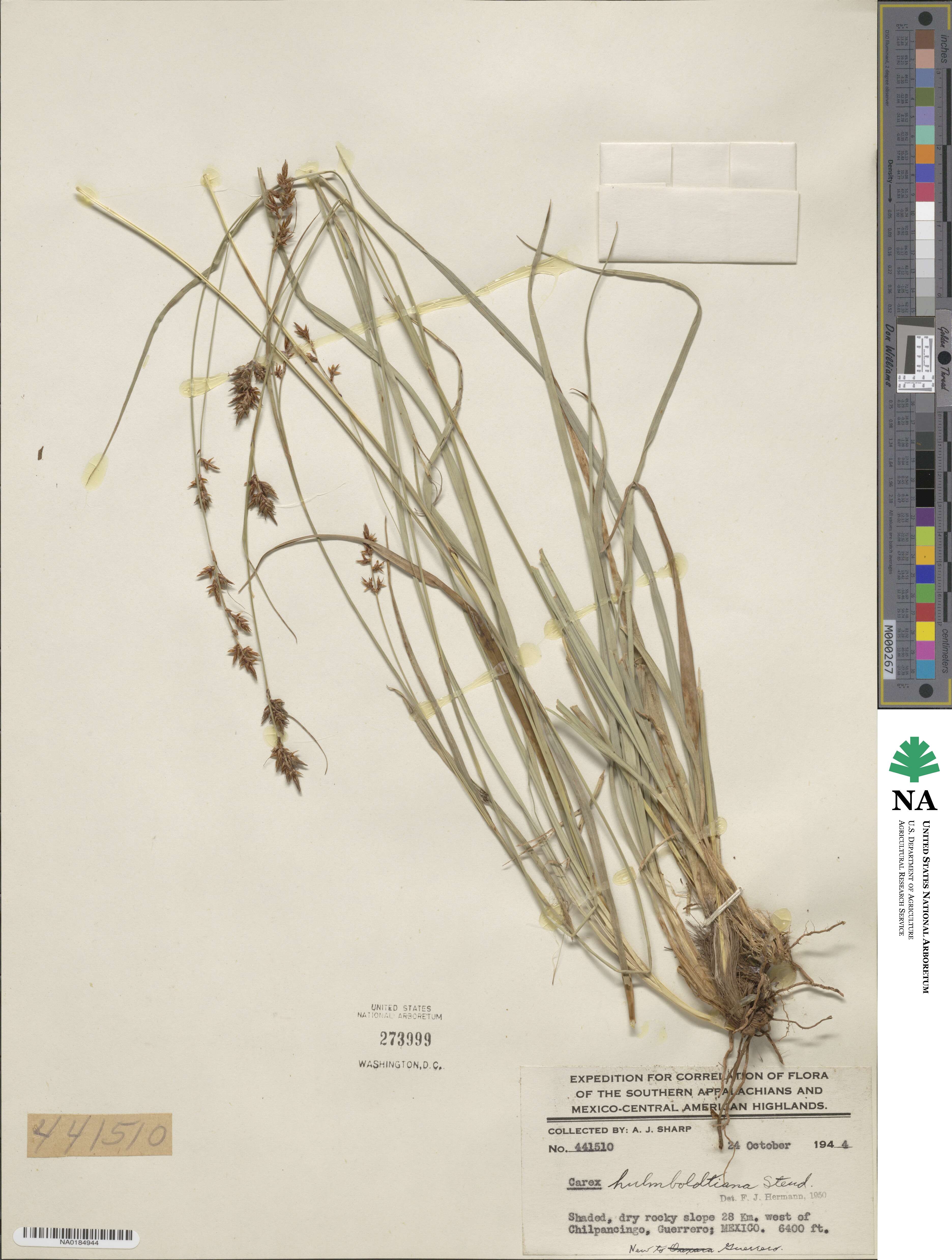 Carex humboldtiana image