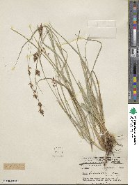 Carex humboldtiana image