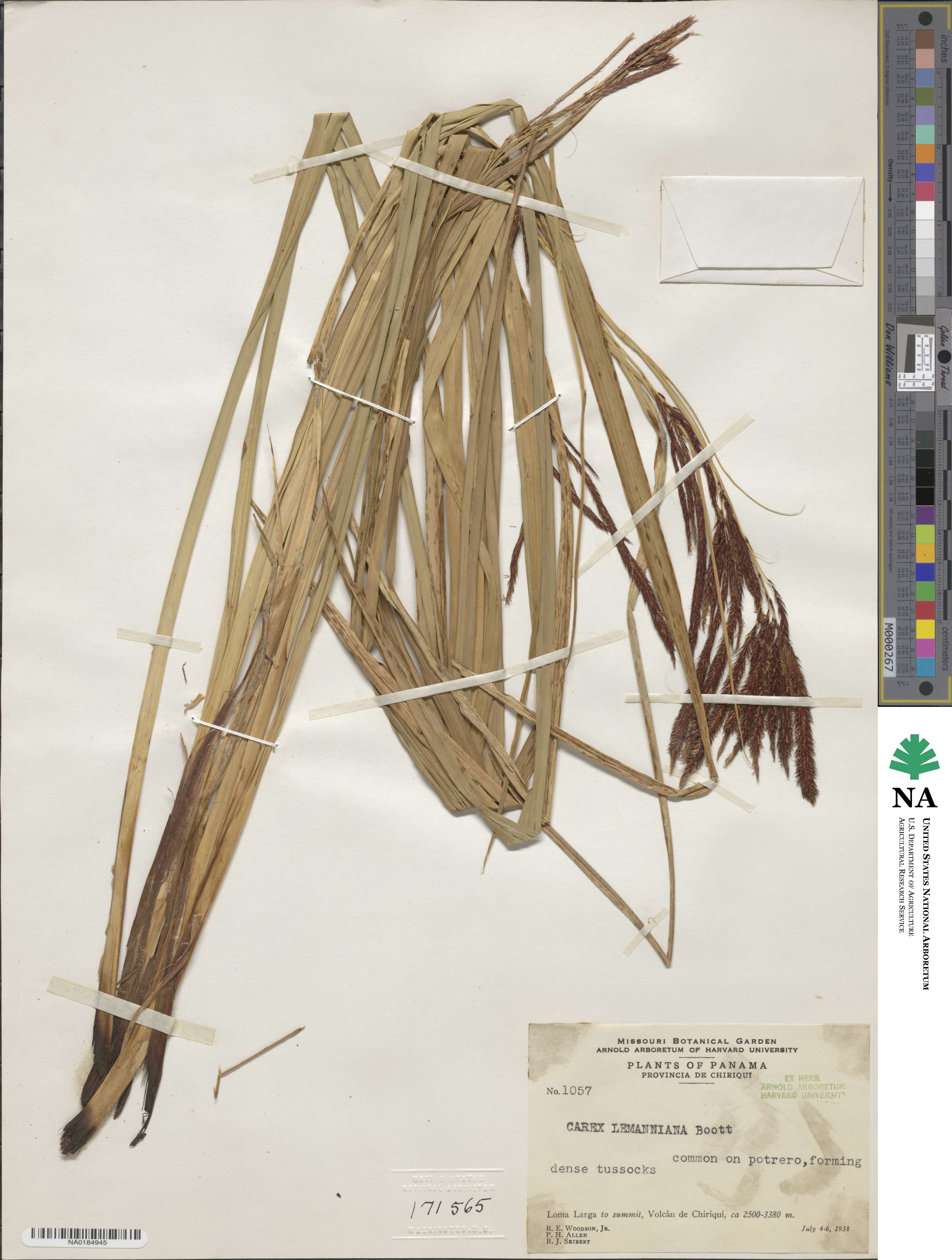 Carex lemanniana image