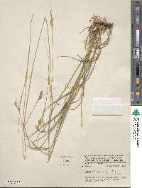 Carex longicaulis image