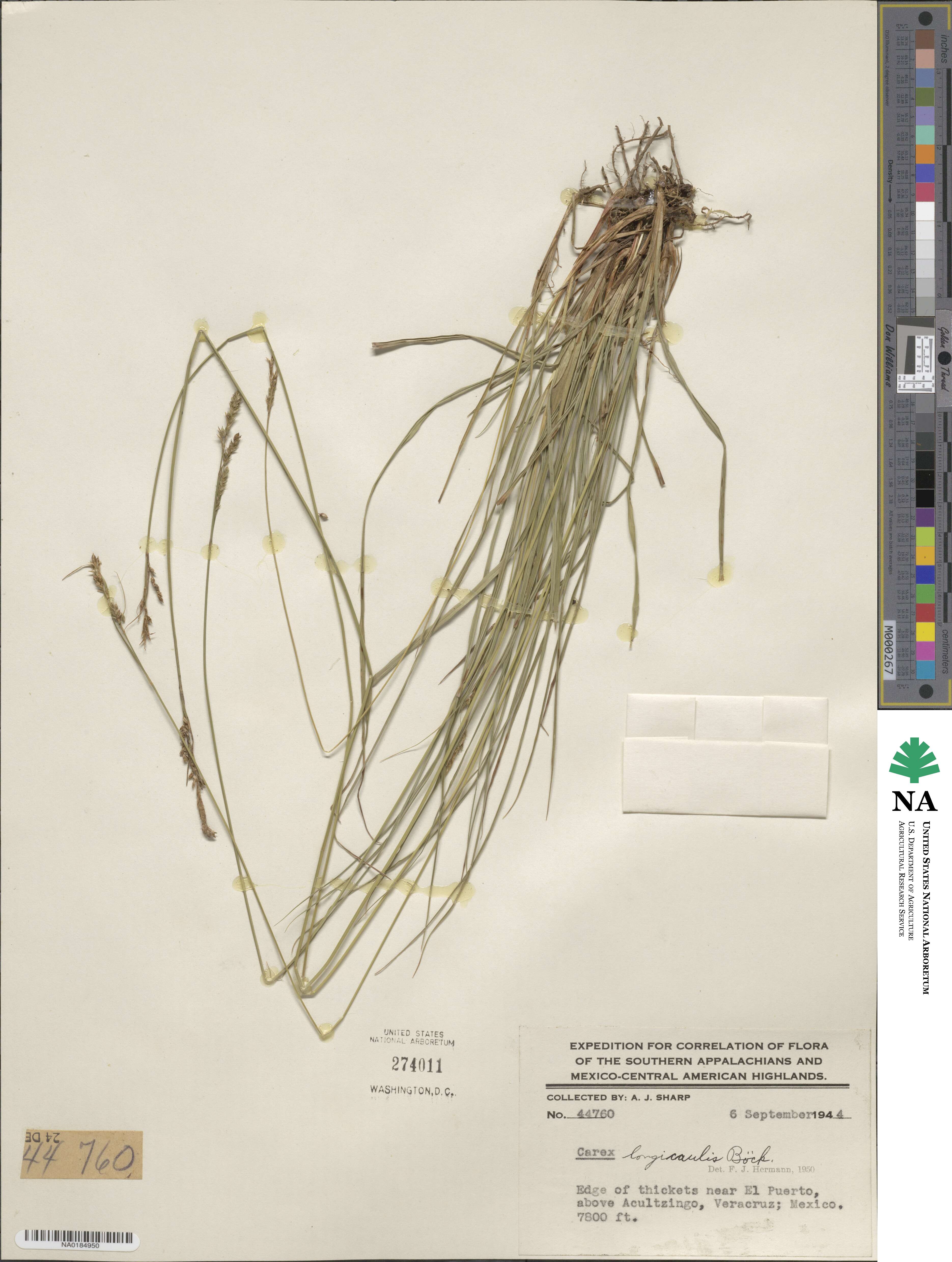 Carex longicaulis image