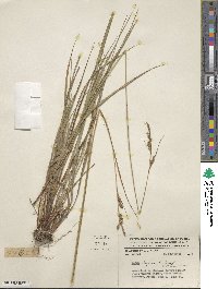 Carex longicaulis image