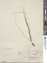 Carex marianensis image