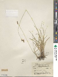 Carex peucophila image