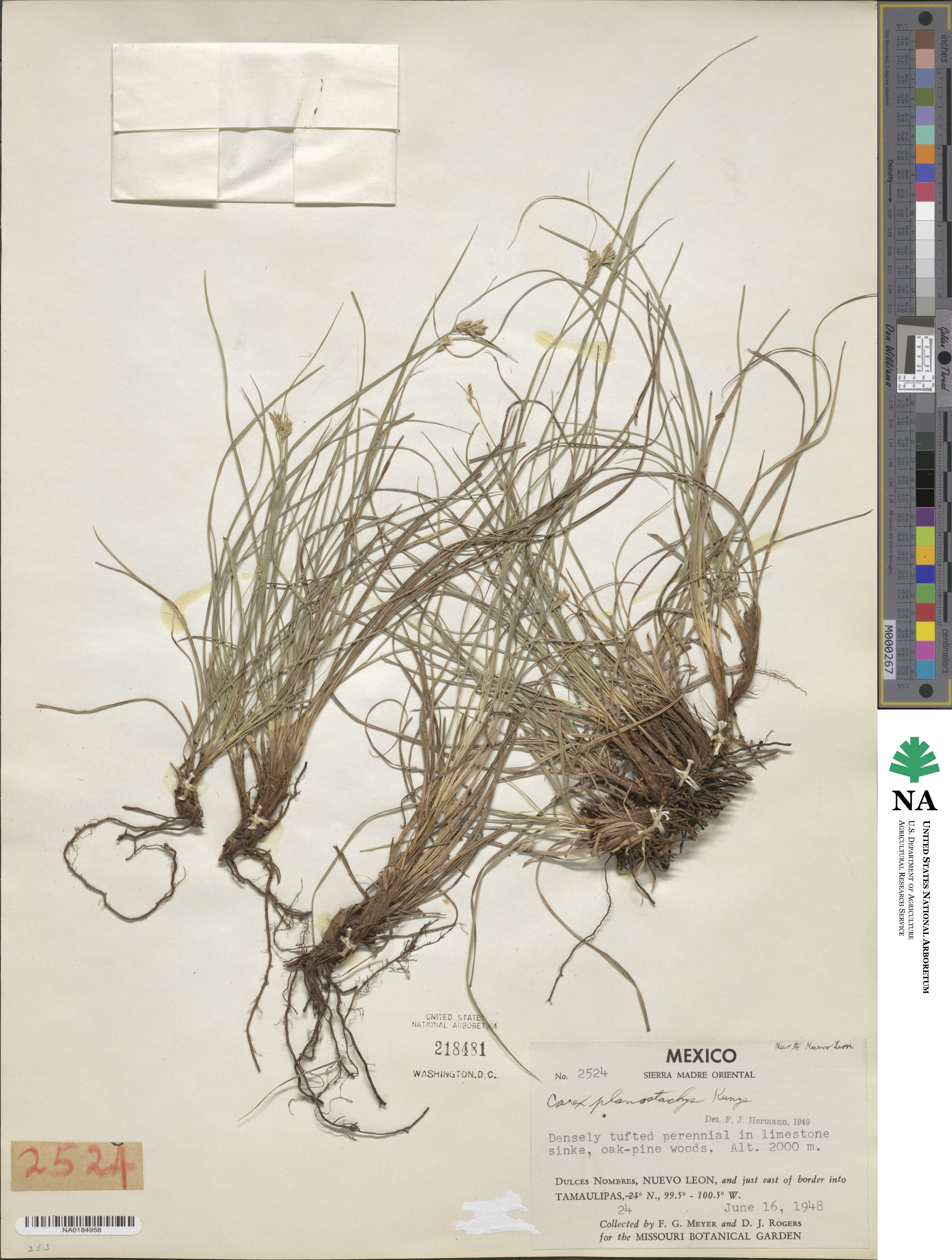 Carex planostachys image