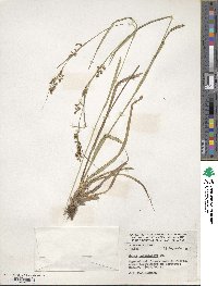 Carex polystachya image