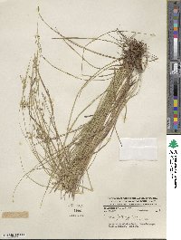 Carex polystachya image