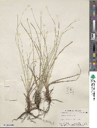 Carex schiedeana image