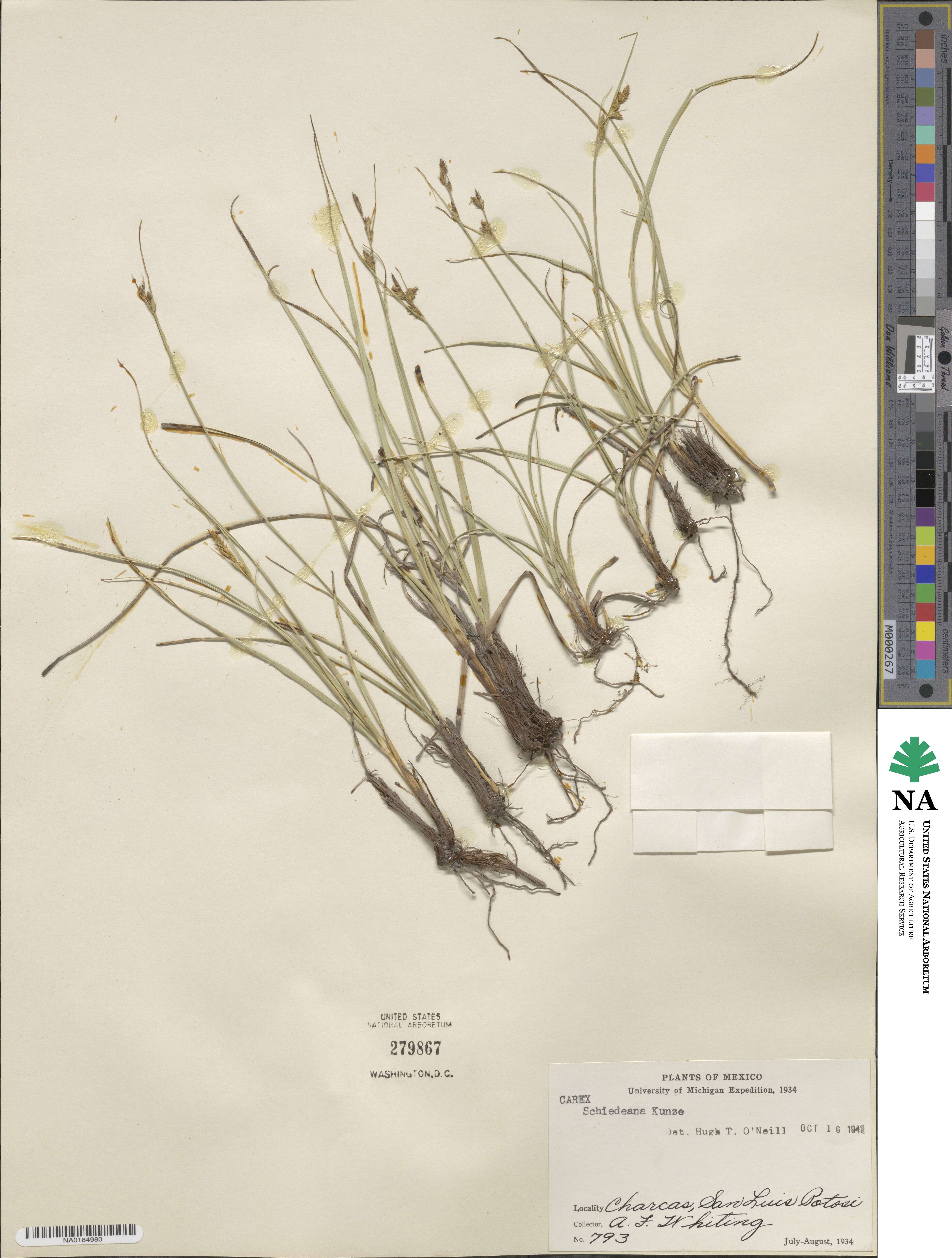 Carex schiedeana image