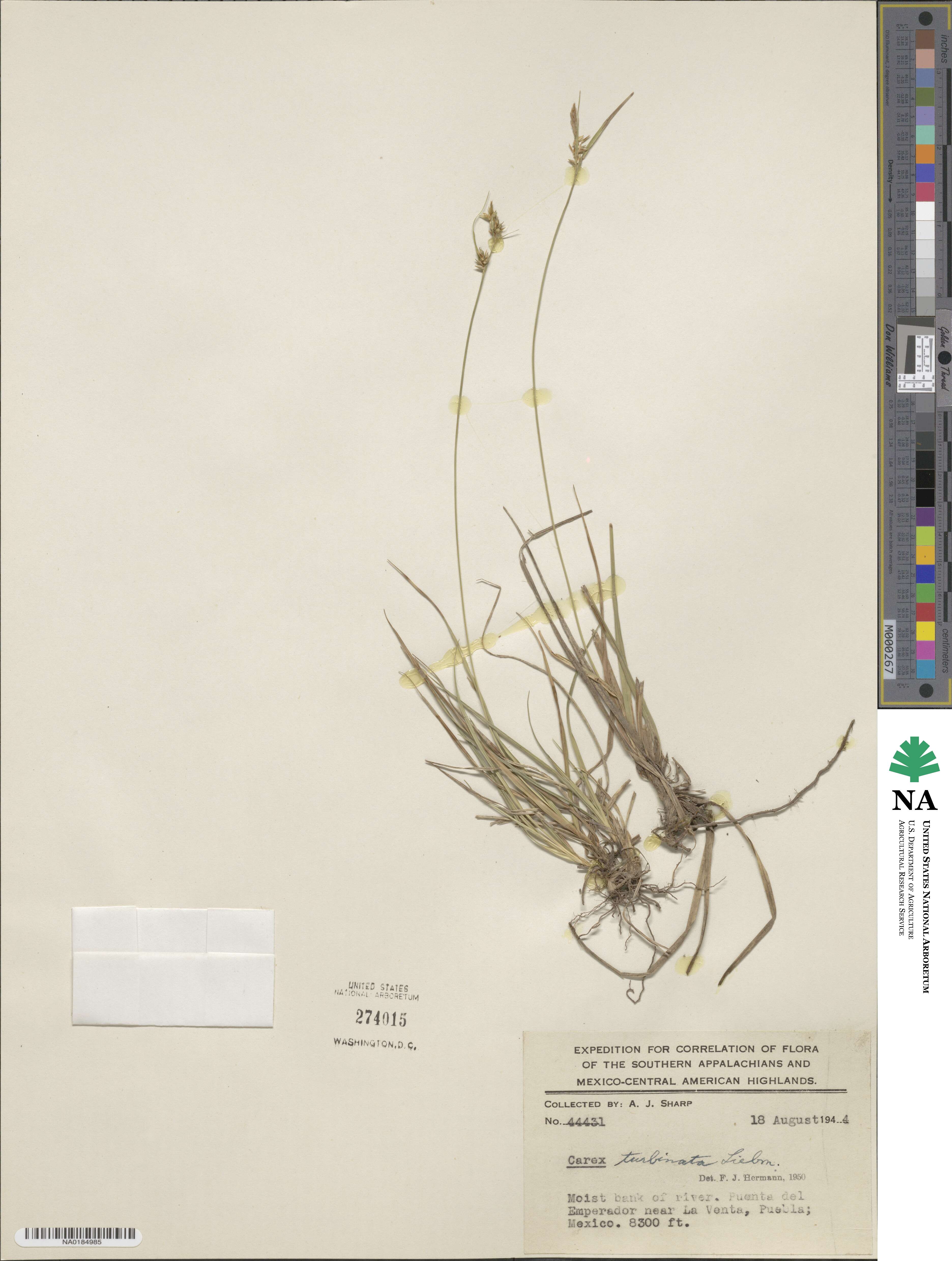 Carex turbinata image