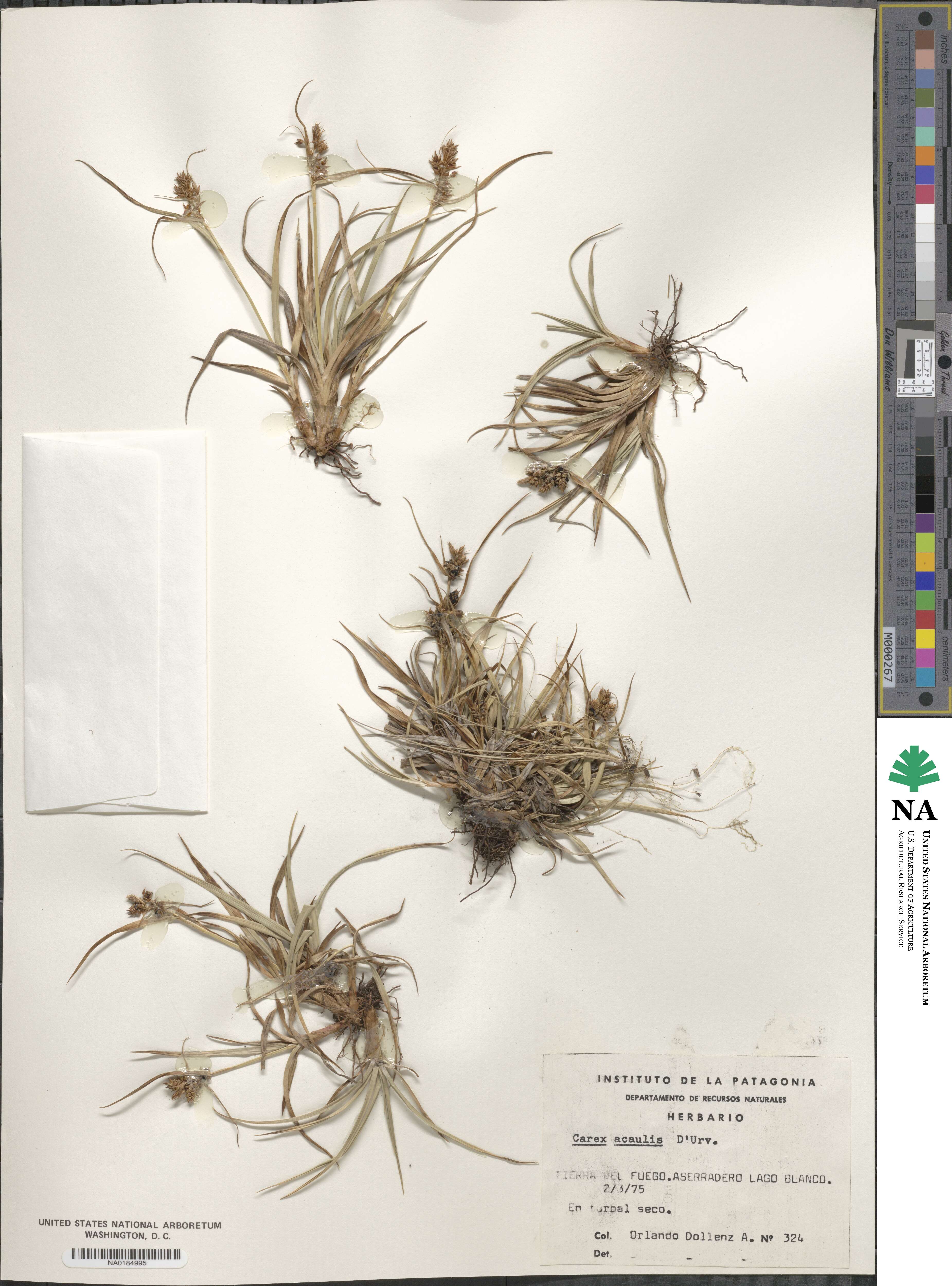 Carex acaulis image