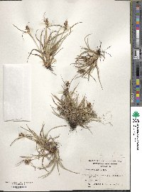 Image of Carex acaulis