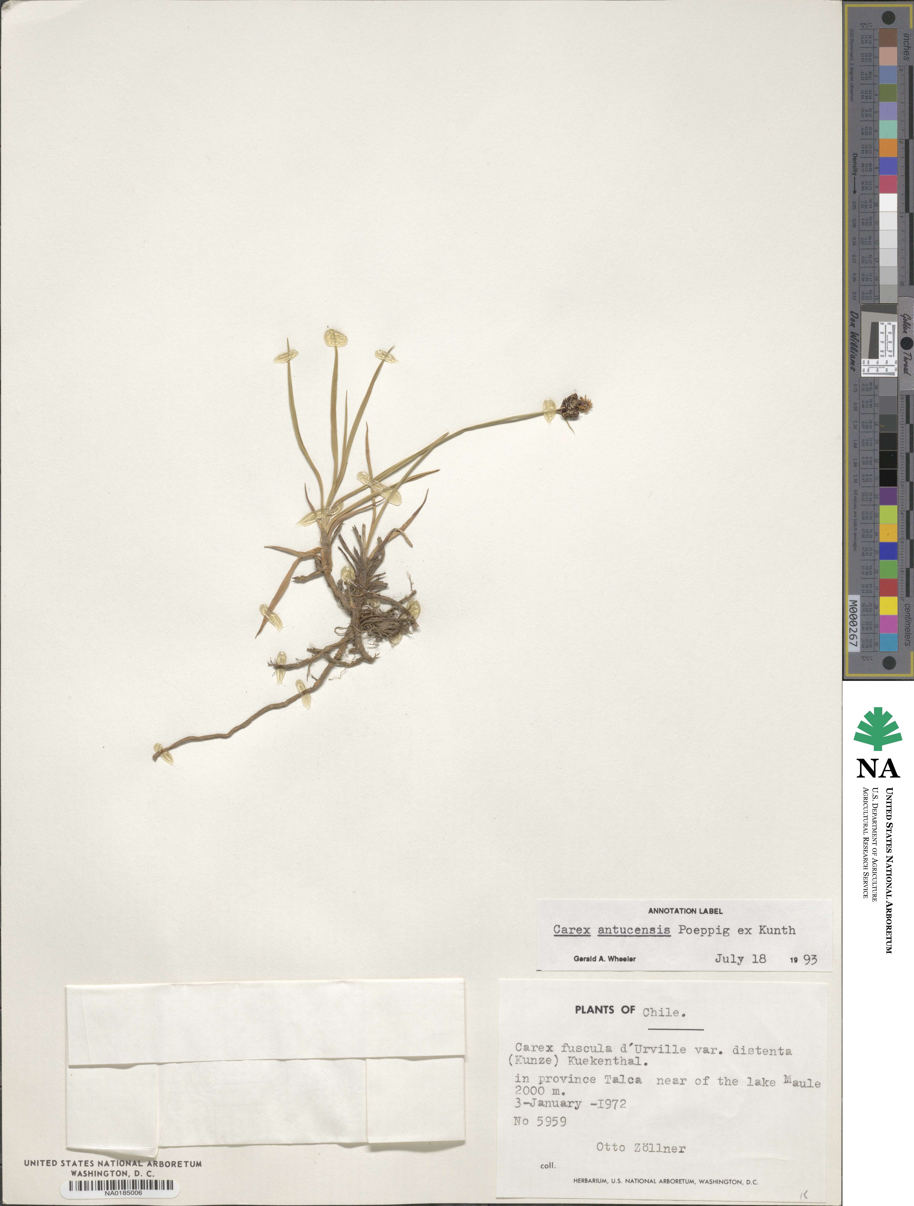 Carex nigra subsp. nigra image