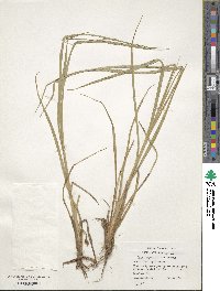 Carex aquatilis image