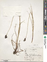 Carex atropicta image