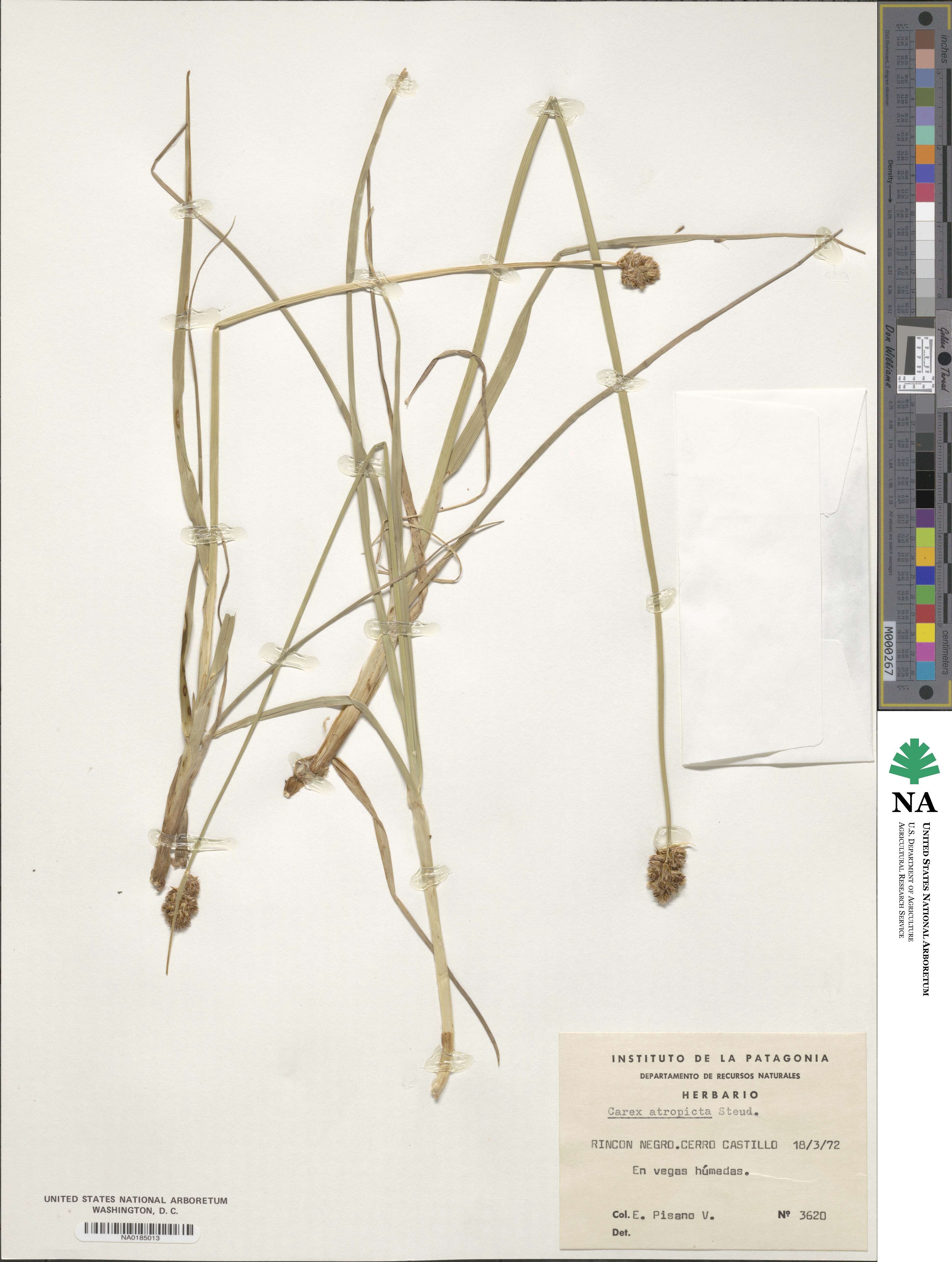 Carex atropicta image