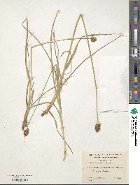 Carex atropicta image