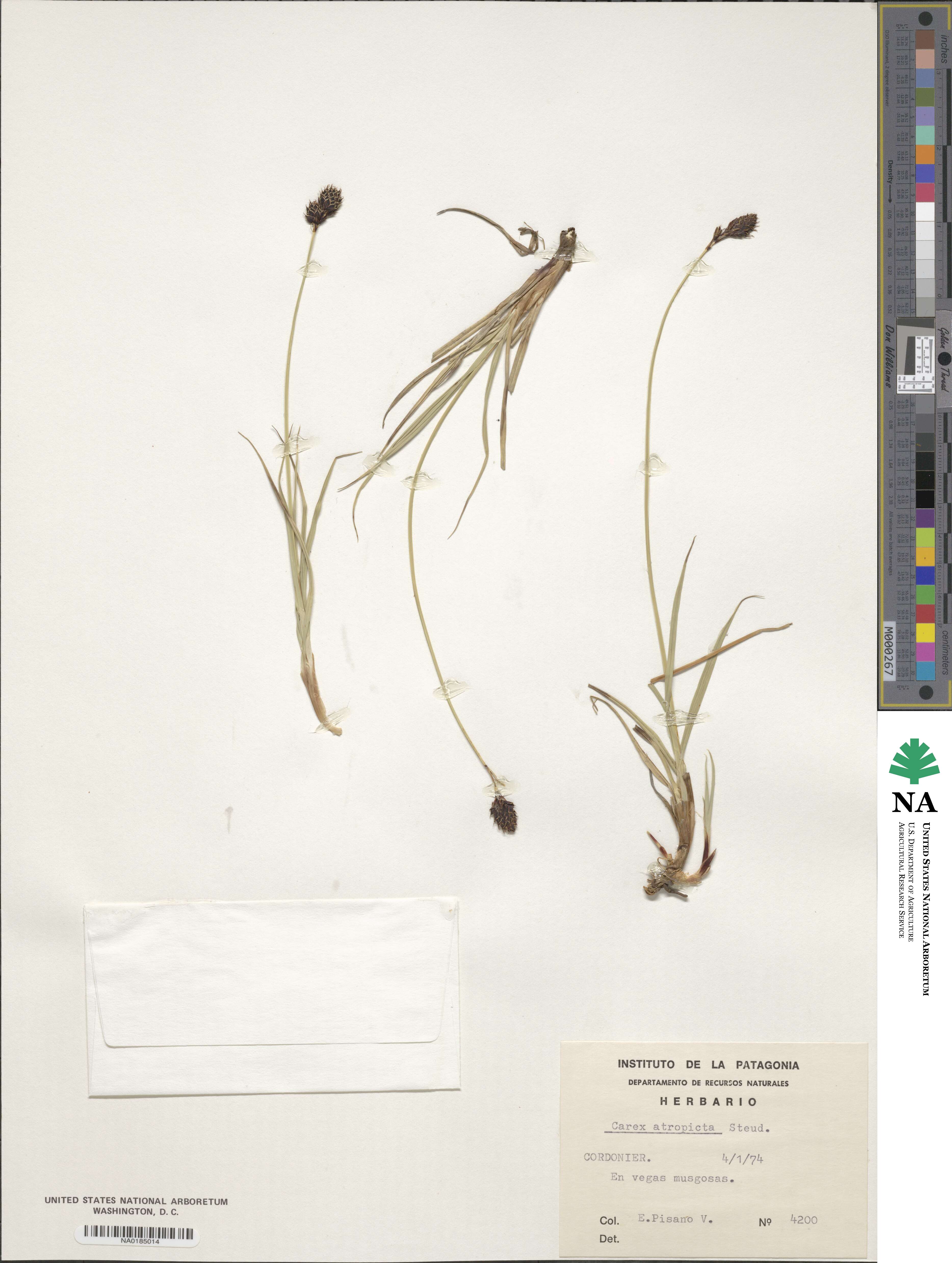 Carex atropicta image