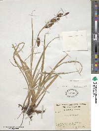 Carex banksii image