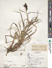 Carex banksii image